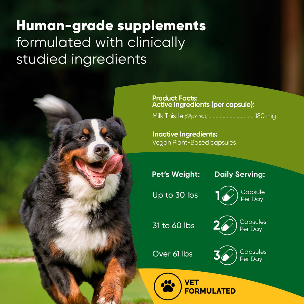 Dog with a healthy coat and alert expression, showcasing Rooted Owl Pet Supplements Liver Support for dogs.