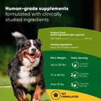 Dog with a healthy coat and alert expression, showcasing Rooted Owl Pet Supplements Liver Support for dogs.