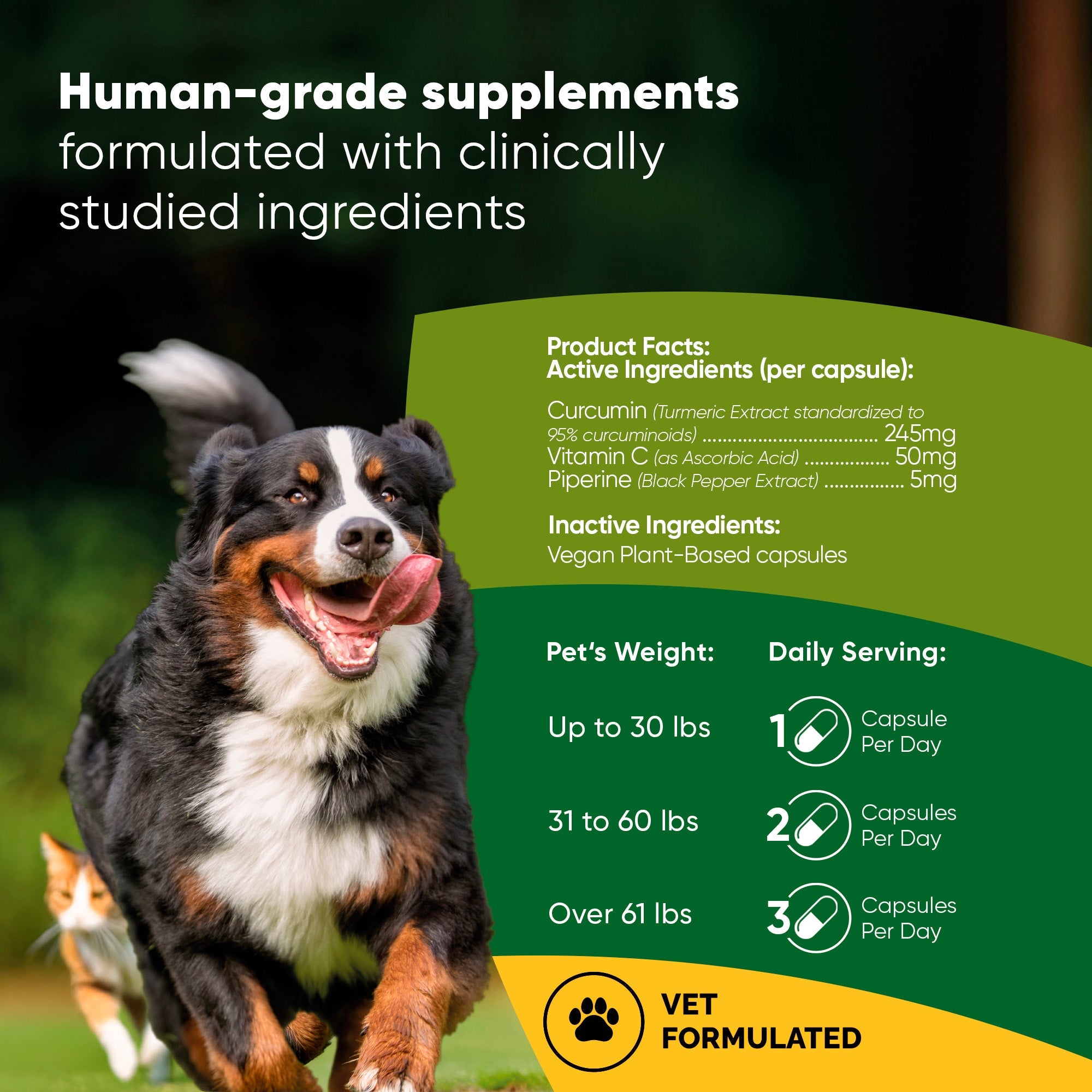 Rooted Owl Pet Supplements turmeric supplement for cats and dogs, showing the turmeric powder in a container with fresh turmeric roots.