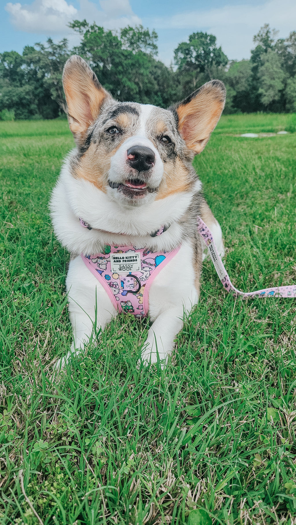 Sassy Woof Hello Kitty® & Friends Flower Festival dog collar with colorful floral pattern on a pink background.