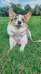 Sassy Woof Hello Kitty® & Friends Flower Festival dog collar with colorful floral pattern on a pink background.