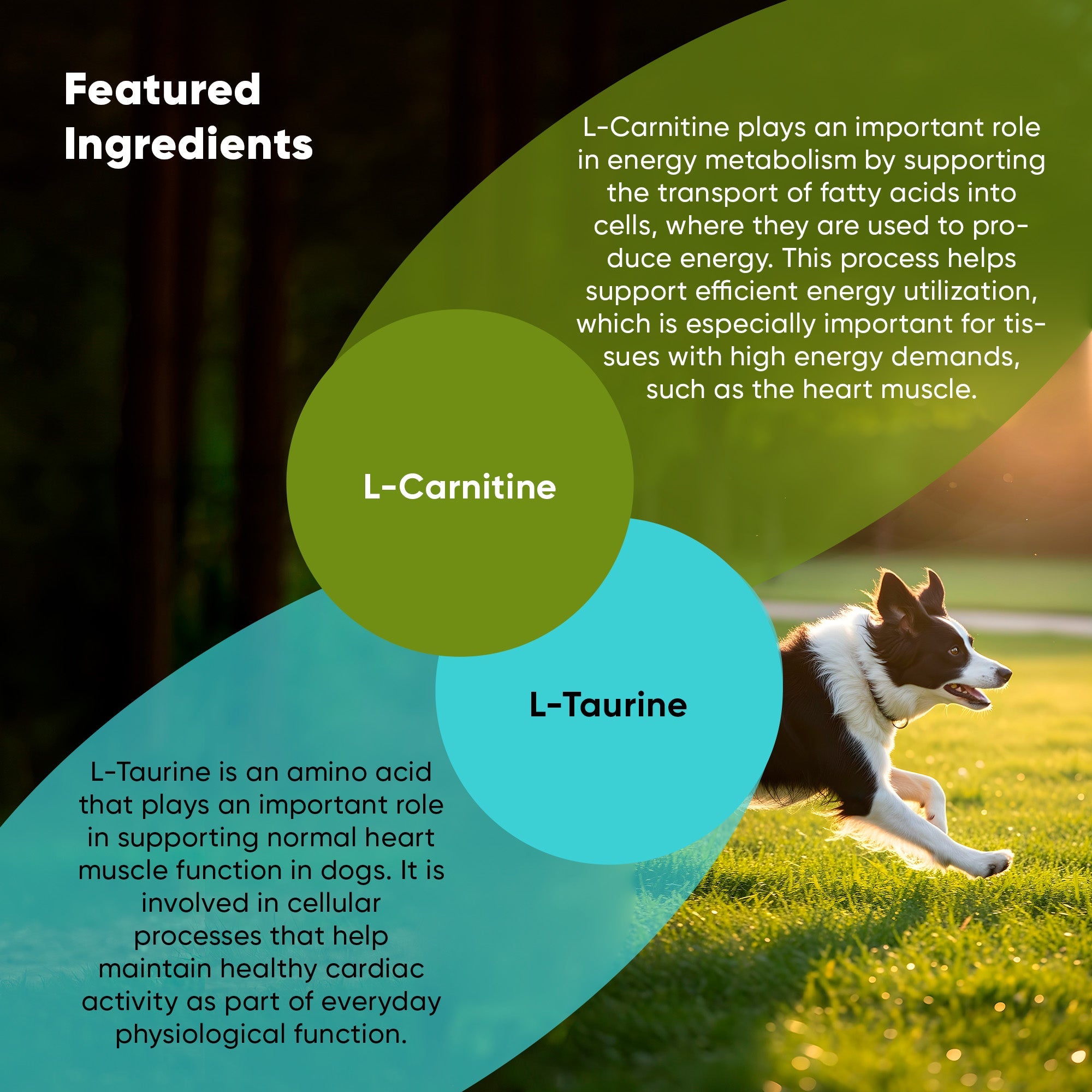 Dog supplement bottle labeled Cardio Support by Rooted Owl Pet Supplements, designed to promote heart health in dogs.