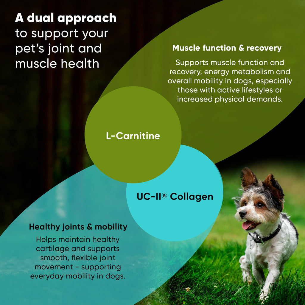 Rooted Owl Pet Supplements joint and muscle health supplement for cats and small dogs, featuring natural ingredients in a bottle.