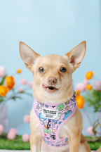 Sassy Woof Hello Kitty flower festival dog harness with adjustable straps, featuring colorful Hello Kitty and friends design.
