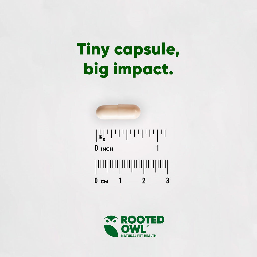 Bottle of Rooted Owl Pet Supplements Natural Immunity for cats and dogs, showing the label and supplement packaging.