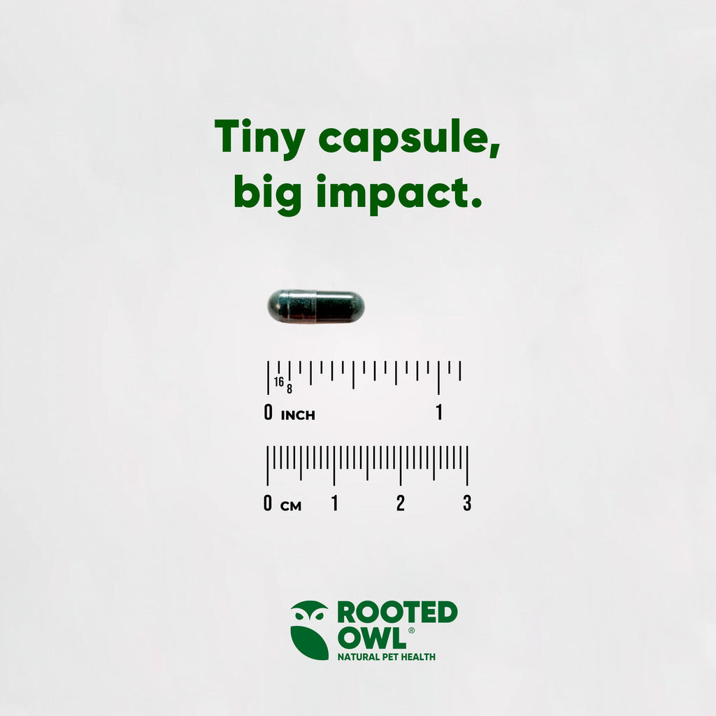 Powder of Spirulina and Chlorella supplement for cats and dogs by Rooted Owl Pet Supplements, shown in a clear container.