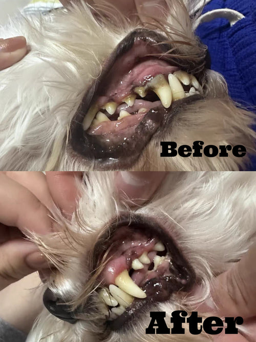 Dr. Milou ultrasonic pet dental cleaning kit with electric toothbrush and tartar remover for dogs and cats, professional dental care tools.