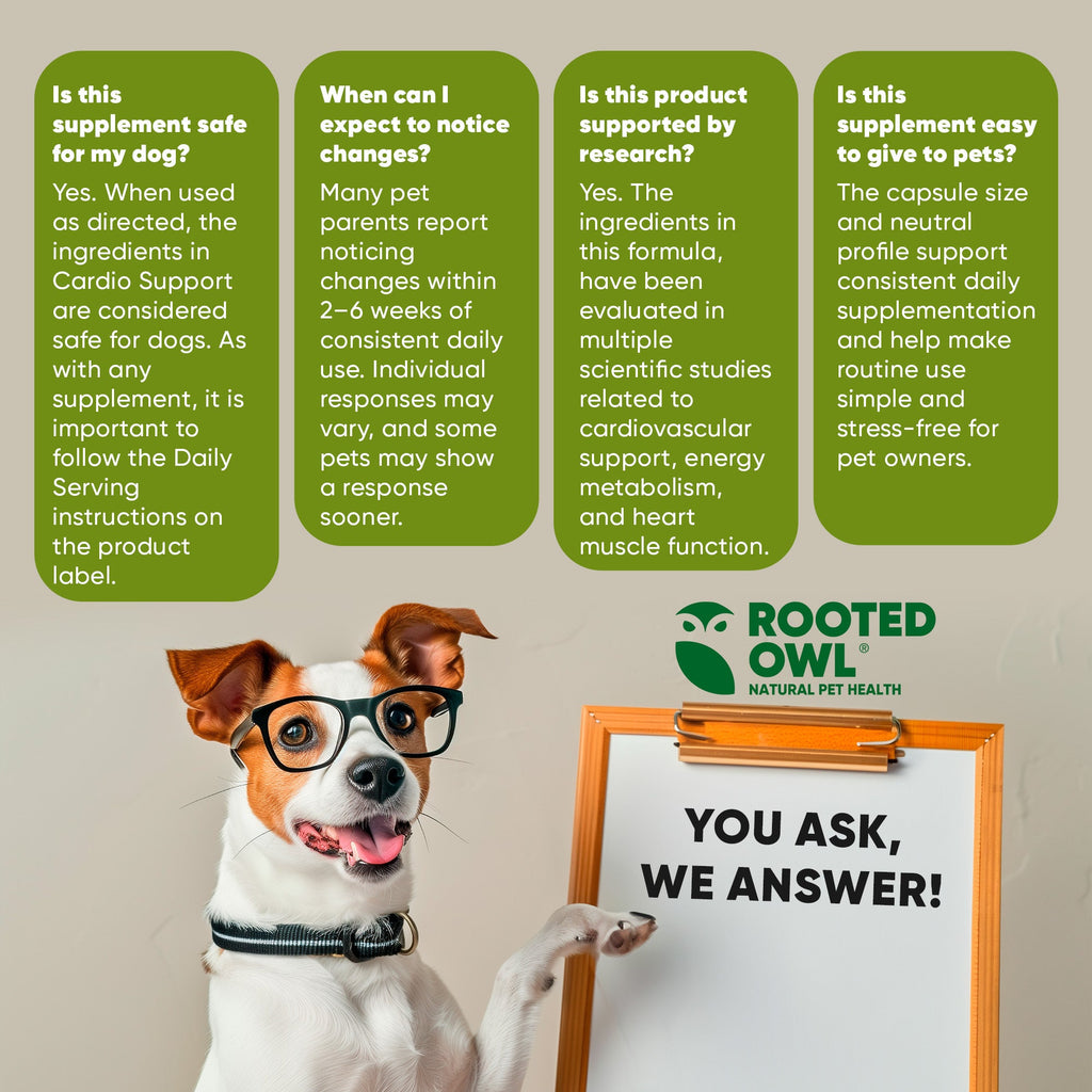 Dog receiving Cardio Support supplement from Rooted Owl Pet Supplements, showing a healthy, active canine.
