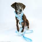 Dog adjustable harness featuring Cinnamoroll design from Sassy Woof, shown in size M with secure straps and cute character print.
