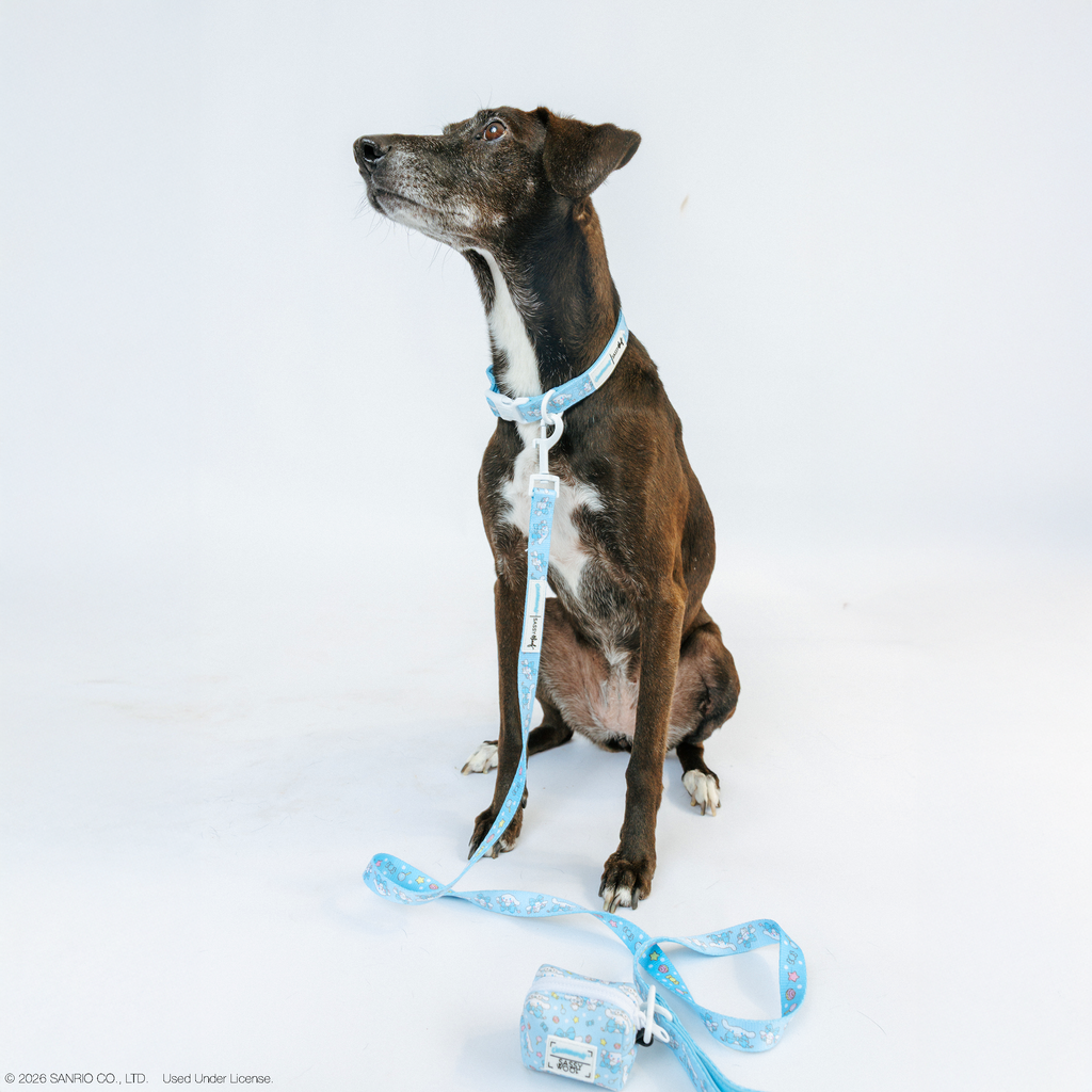 Sassy Woof Cinnamoroll™ dog collar in size M, featuring a cute Cinnamoroll design on a pet collar for dogs.