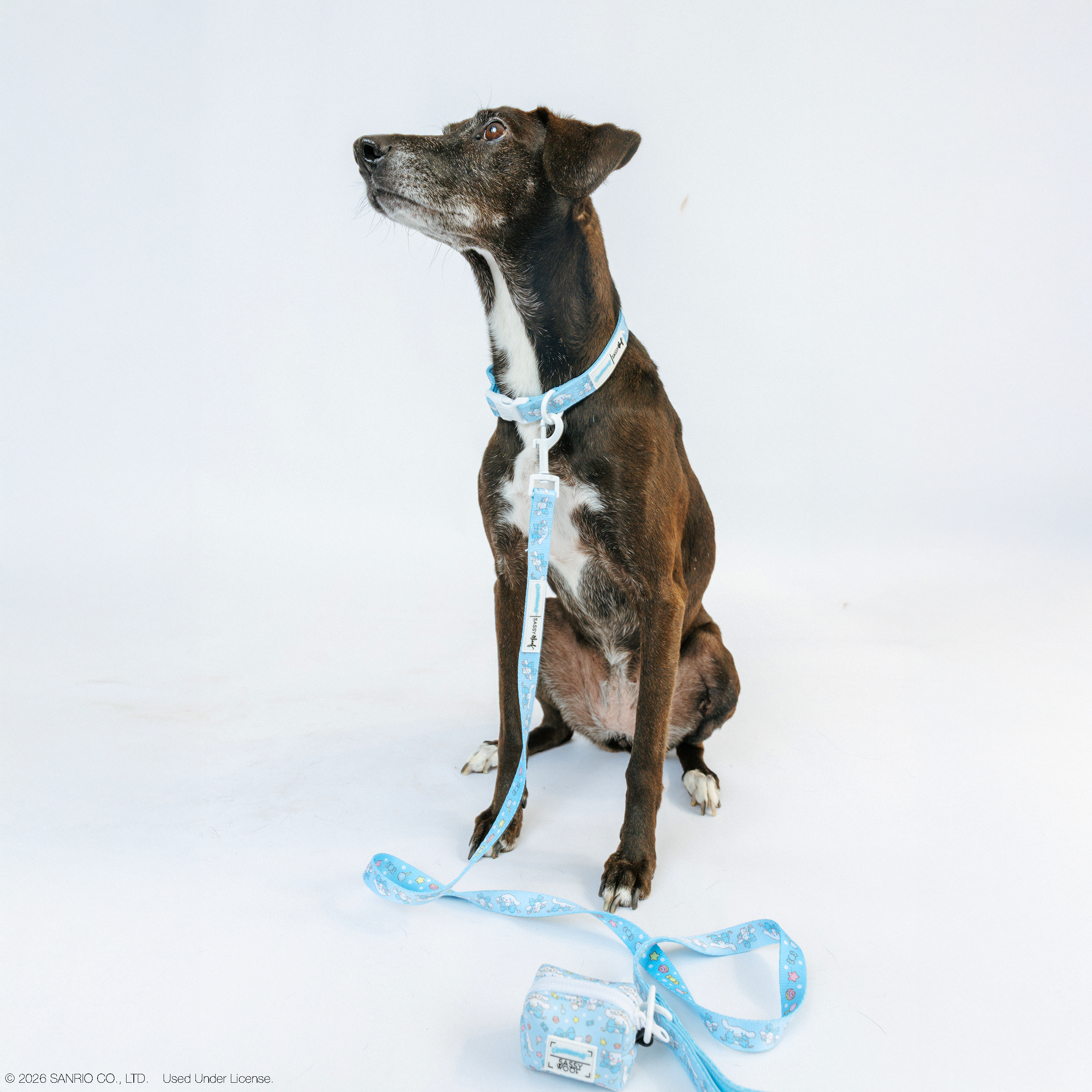Sassy Woof Cinnamoroll™ dog collar in size M, featuring a cute Cinnamoroll design on a pet collar for dogs.