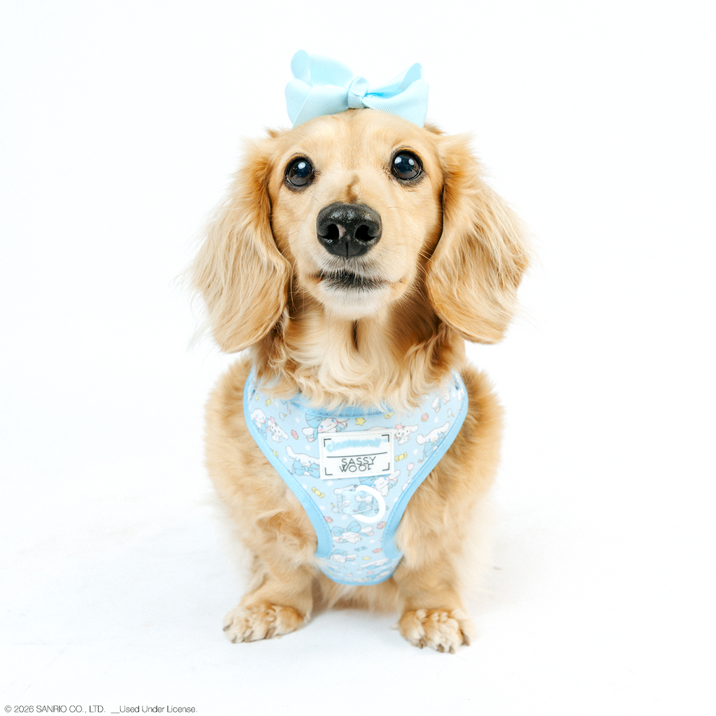 Dog adjustable harness featuring Cinnamoroll™ design by Sassy Woof, shown in XS size with soft, breathable material and cute character print.