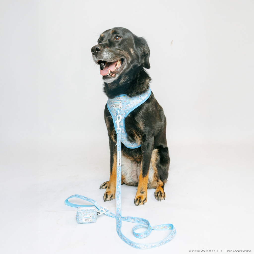 Sassy Woof Cinnamoroll™ dog leash in size L, featuring a playful Cinnamoroll design for medium-sized pets.