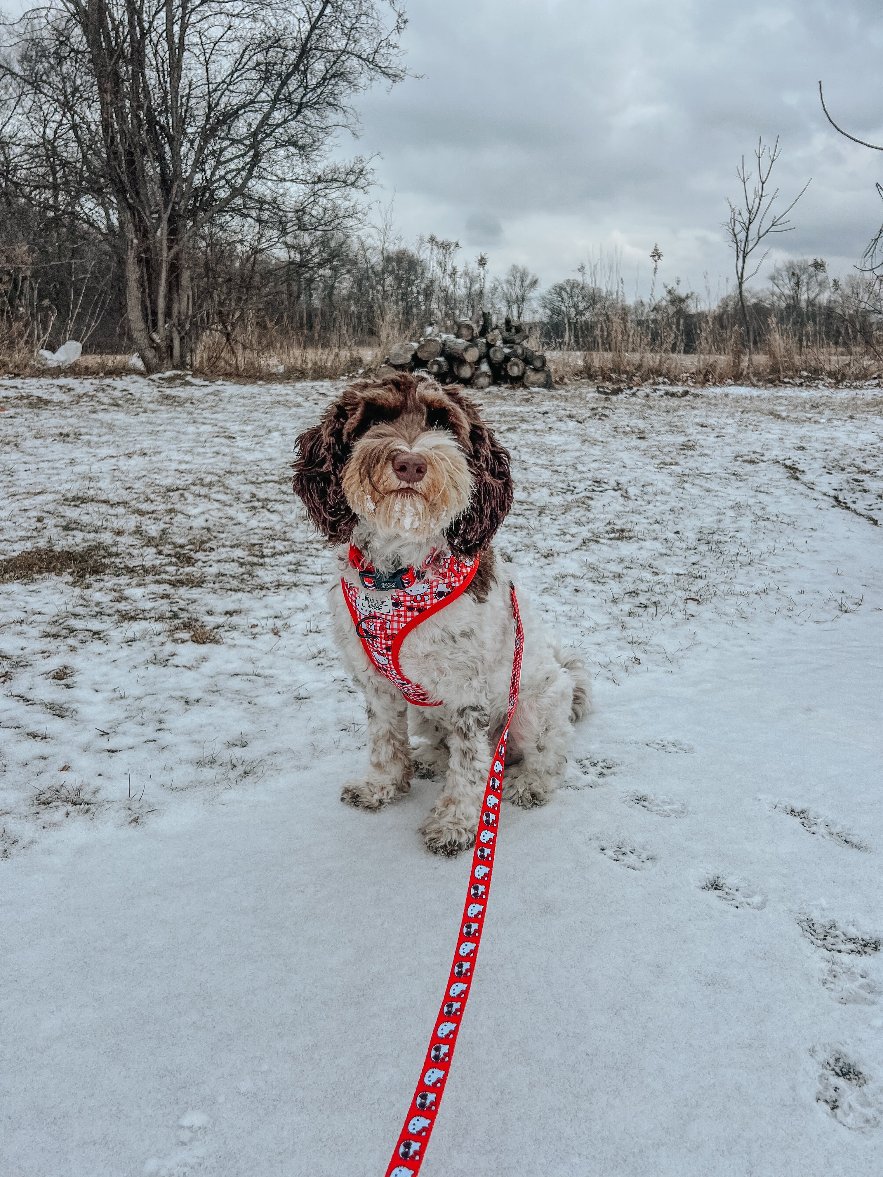 Red Hello Kitty dog collar by Sassy Woof featuring a playful Hello Kitty design on a classic pet collar.