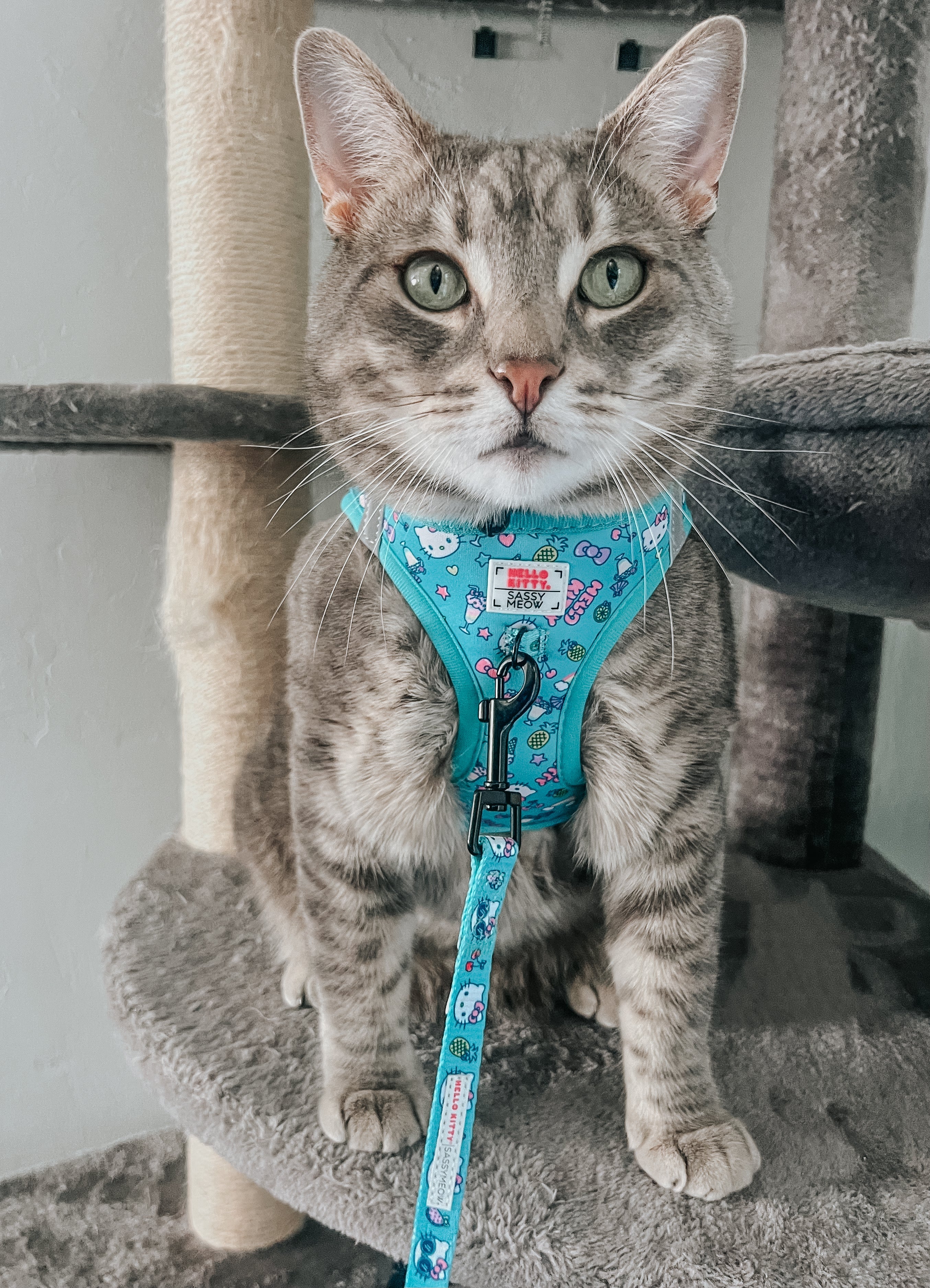 Sassy Woof Hello Kitty Aqua pet leash for cats, featuring a colorful Hello Kitty design and adjustable strap for comfortable walks.
