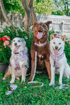 Sassy Woof Hello Kitty & Friends Flower Festival dog collar and harness set featuring colorful floral patterns on a vibrant background