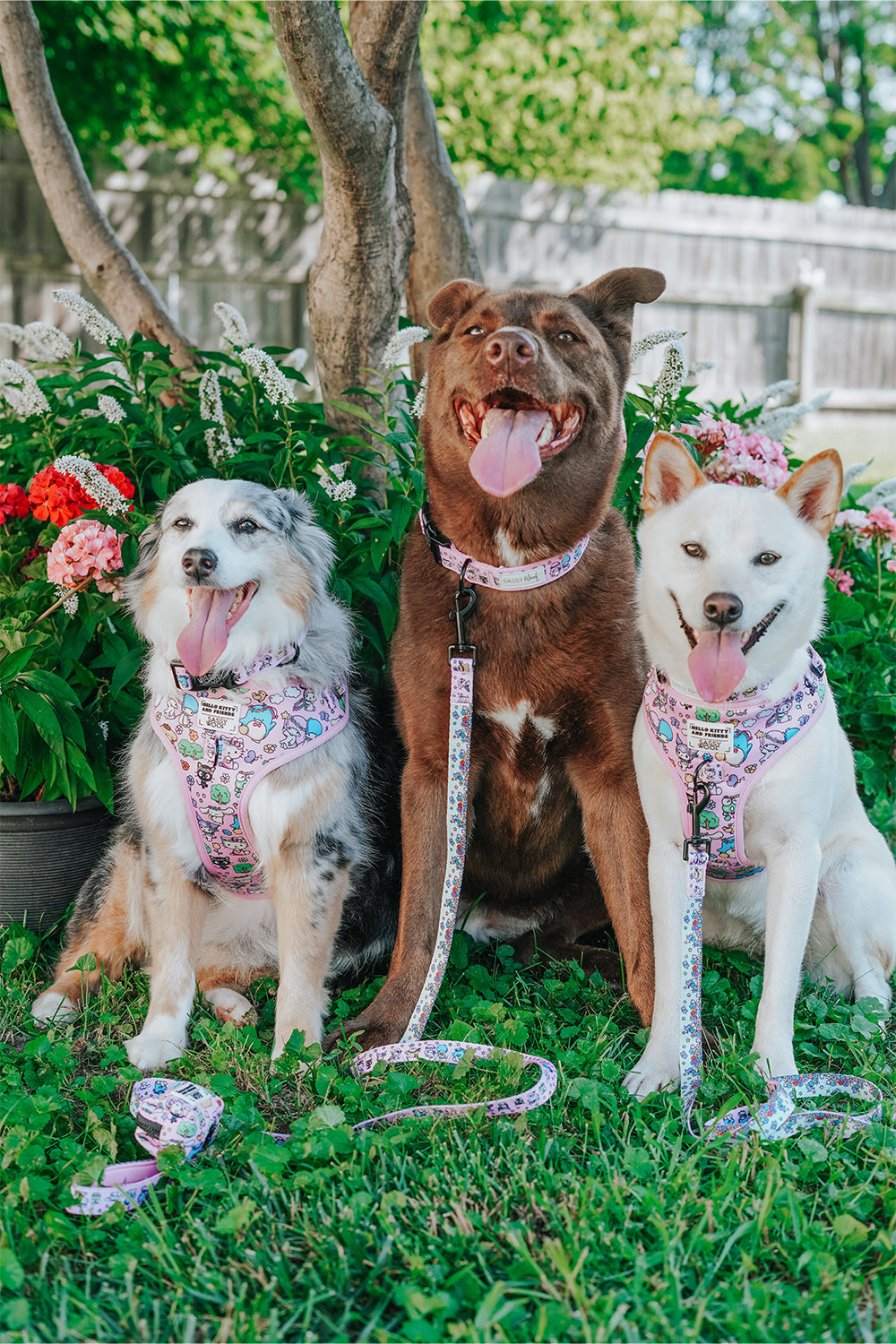 Dog collar featuring Hello Kitty® & Friends Flower Festival design, colorful pet collar from Sassy Woof with floral pattern and adjustable fit.