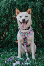 Sassy Woof Hello Kitty® Flower Festival dog adjustable harness with colorful floral patterns on a light background.