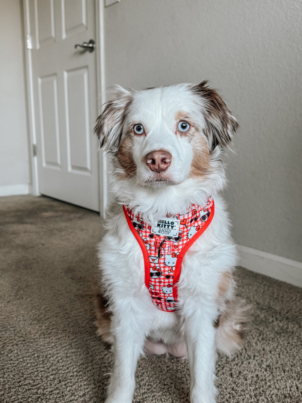 Red Hello Kitty® adjustable dog harness by Sassy Woof, featuring cute Hello Kitty® design on a pet collar and harness for small dogs.