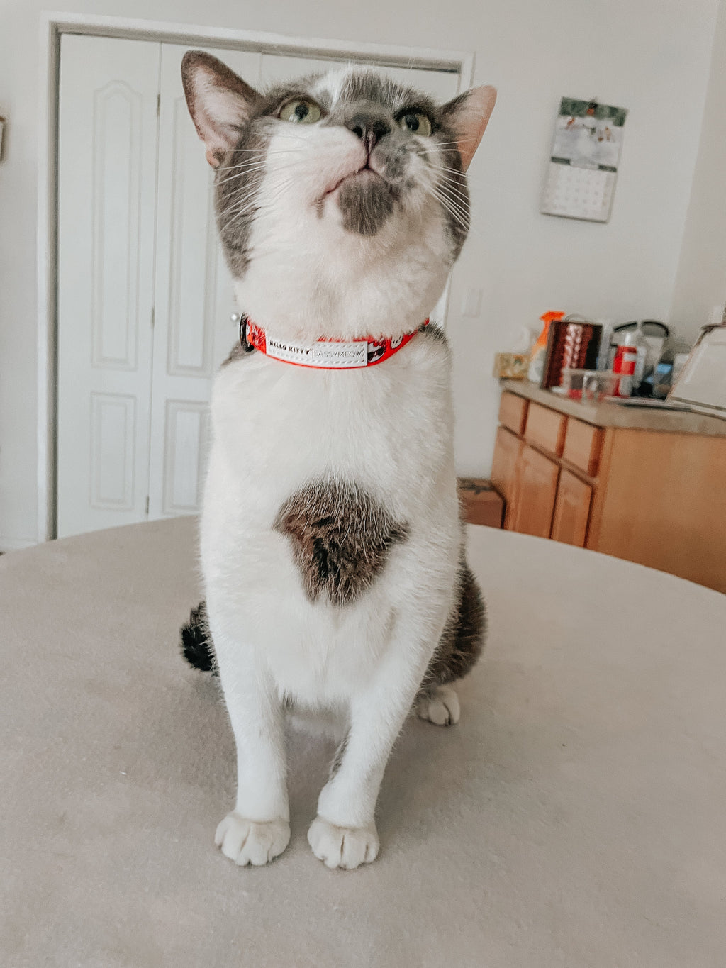 Red Hello Kitty cat collar by Sassy Woof with a classic design, featuring a cute Hello Kitty charm on a pet collar.