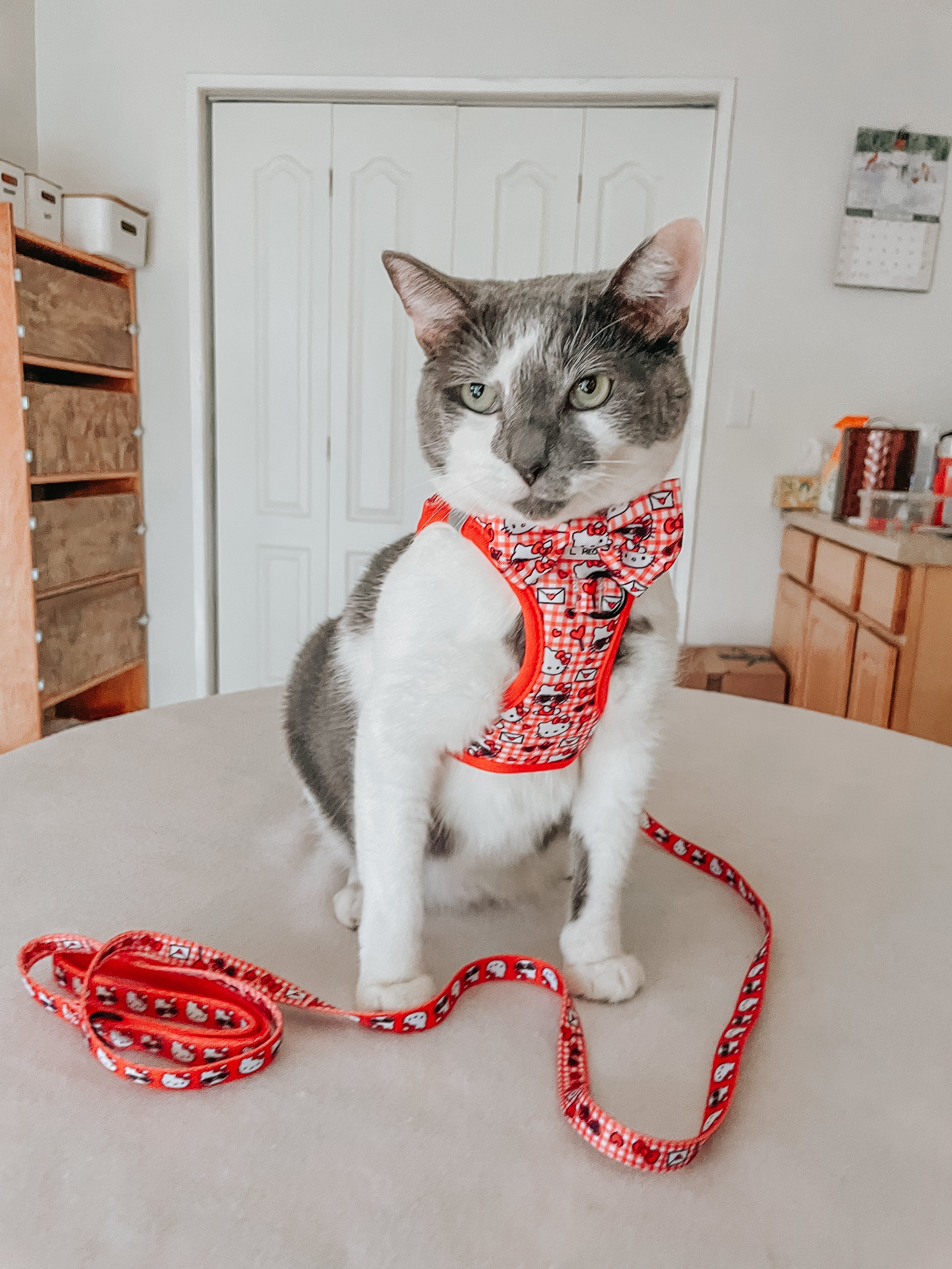 Red Hello Kitty cat step-in harness by Sassy Woof, featuring a cute Hello Kitty design and adjustable straps for small pets.