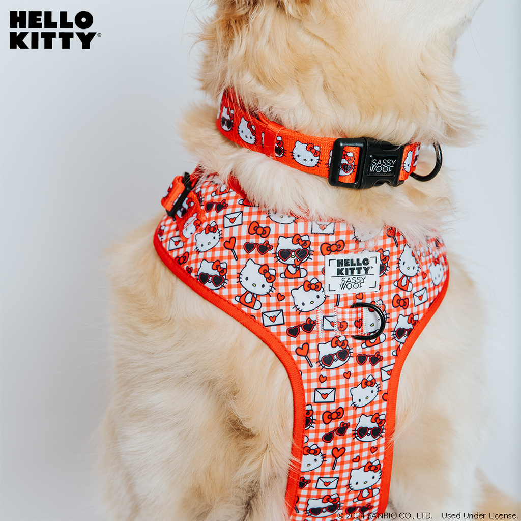 Red Hello Kitty dog collar by Sassy Woof on a pet model, featuring a cute Hello Kitty design and adjustable strap.