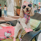 Sassy Woof Dog Two Piece Bundle with Hello Kitty® and Friends Flower Festival pet collars and harnesses on a white background.