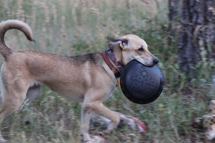 Large Magnum Bottle Top Flyer rubber frisbee dog toy by SodaPup for heavy chewers, USA-made, durable rubber dog toy for active dogs