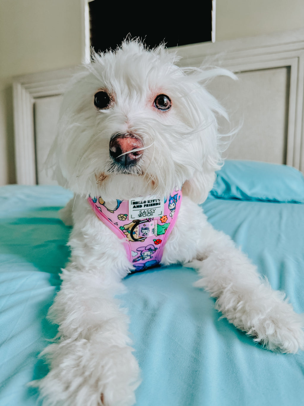 Dog adjustable harness by Sassy Woof featuring Hello Kitty® and Friends Flower Festival design with colorful floral patterns.