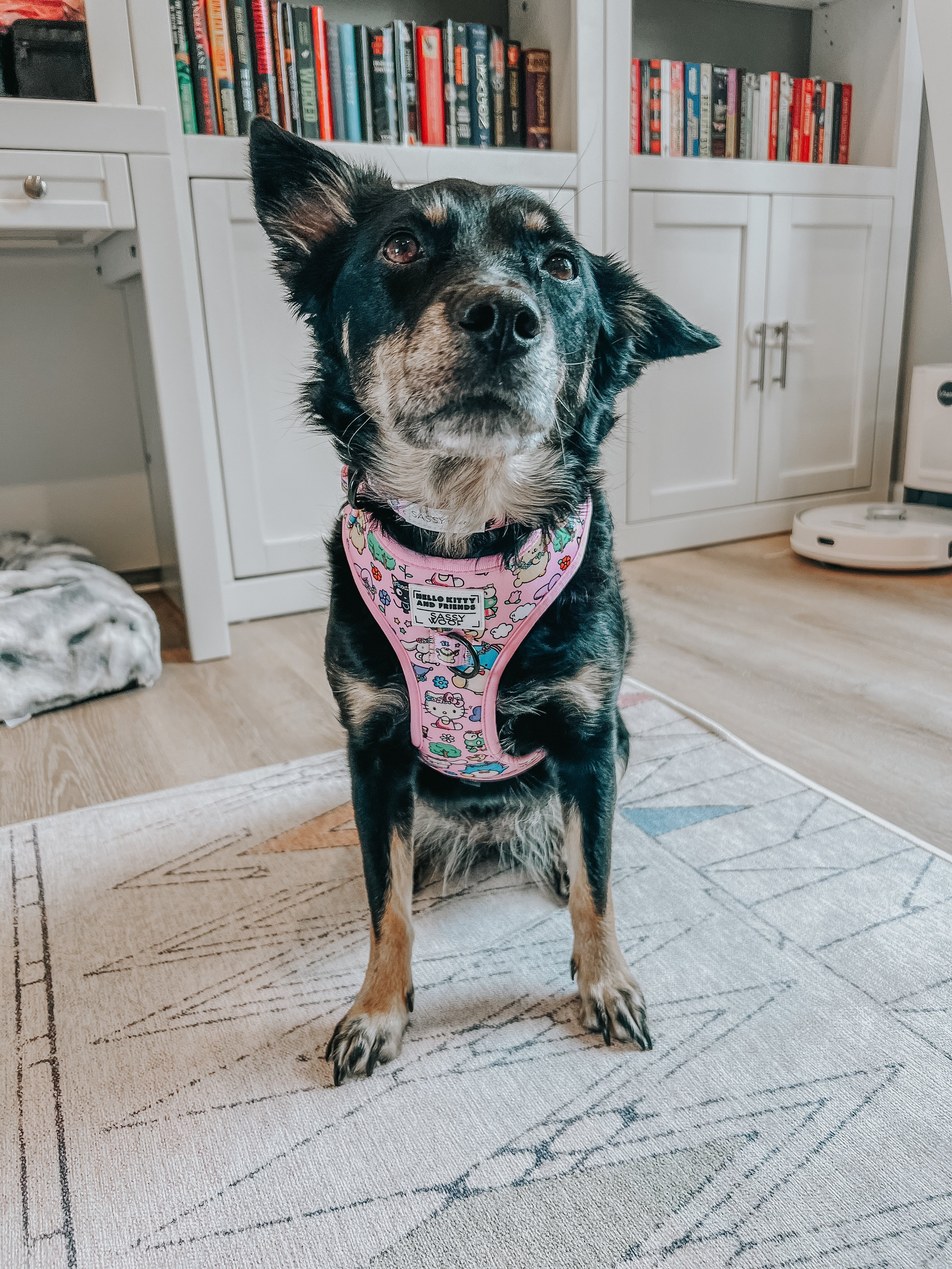Sassy Woof Hello Kitty and Friends Flower Festival dog collar and harness set in vibrant floral design for small to medium pets.