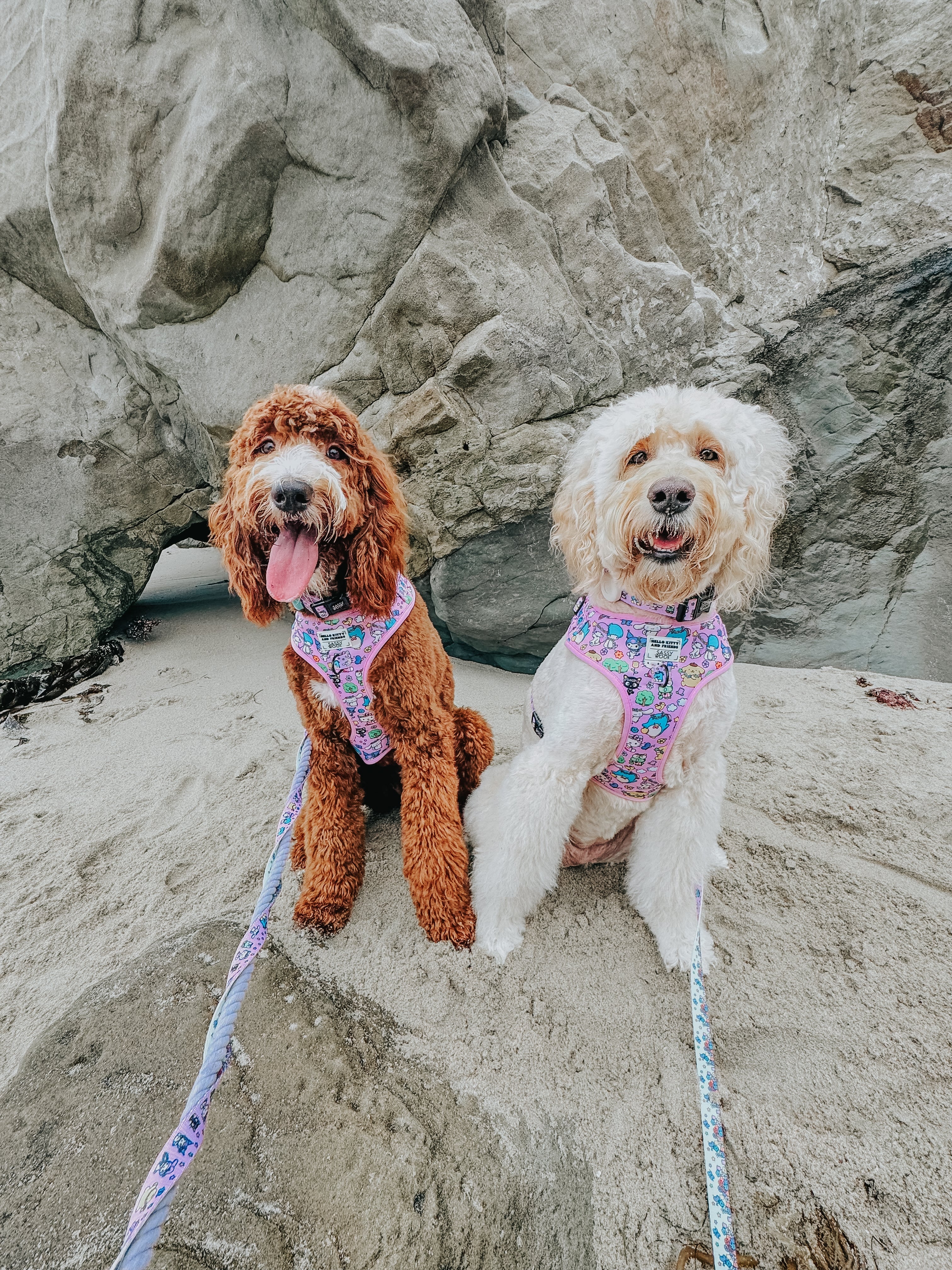 Dog adjustable harness featuring Hello Kitty® and Friends Flower Festival design, with colorful floral patterns on a blue background.