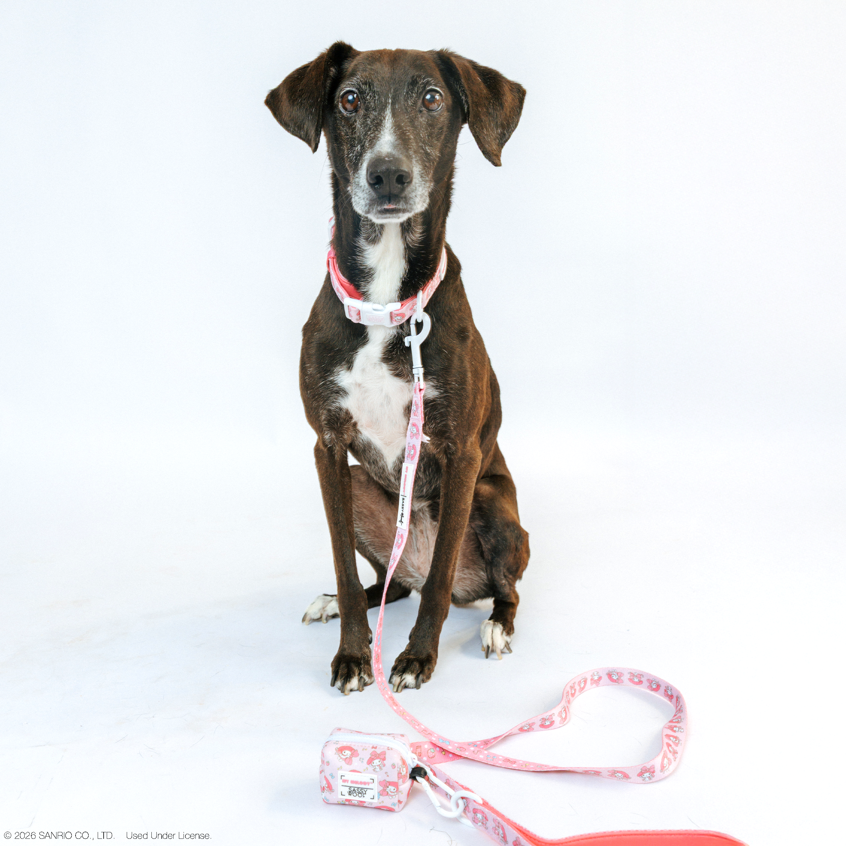 Sassy Woof My Melody™ dog collar featuring a colorful, playful design on a pet collar, shown on a small-sized dog.