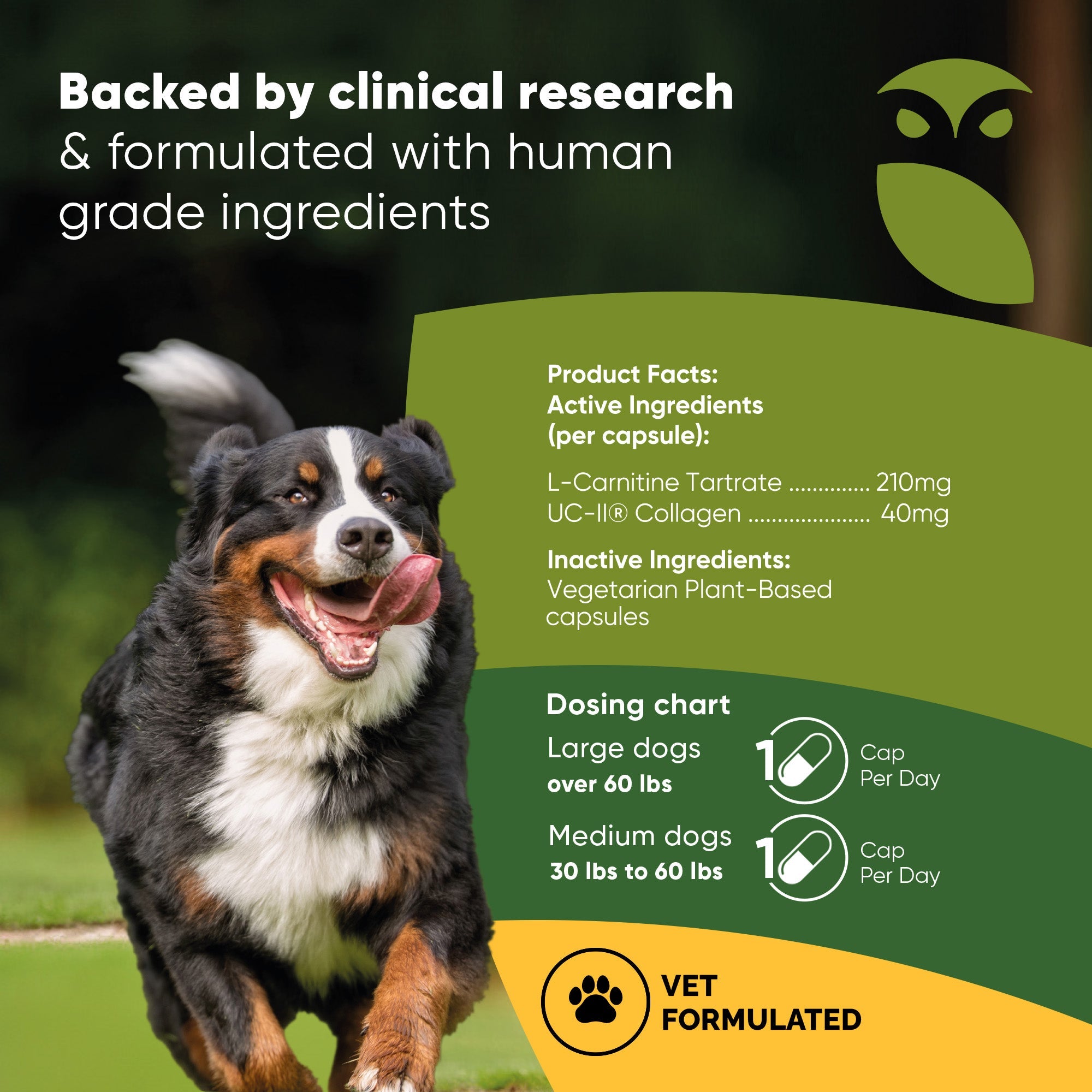Rooted Owl Pet Supplements joint and muscle health supplement for medium and large dogs, showing the product bottle and label.