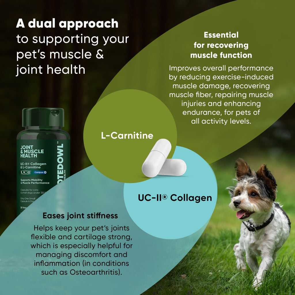 Rooted Owl Pet Supplements joint and muscle health supplement for medium and large dogs, showing the product packaging.
