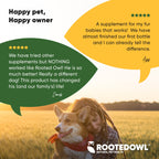 Rooted Owl Pet Supplements Joint & Muscle Health supplement for medium and large dogs, showing a healthy dog and supplement packaging.