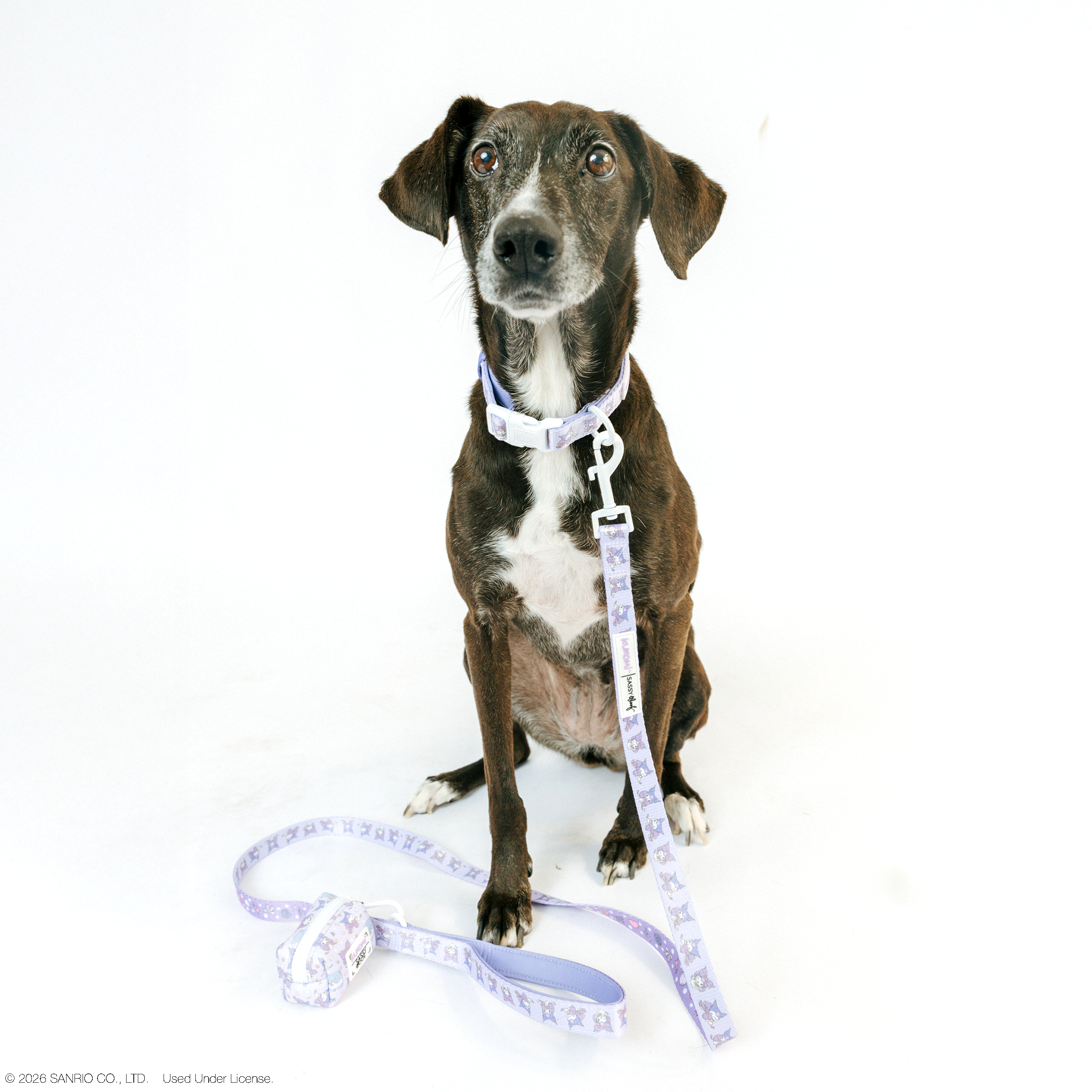 Sassy Woof Kuromi™ dog collar in size M with playful design, made for pets, featuring colorful patterns on durable material.
