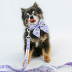 Sassy Woof Kuromi™ pet leash featuring peanut party design, size S, with a sturdy clip and colorful pattern for dogs.