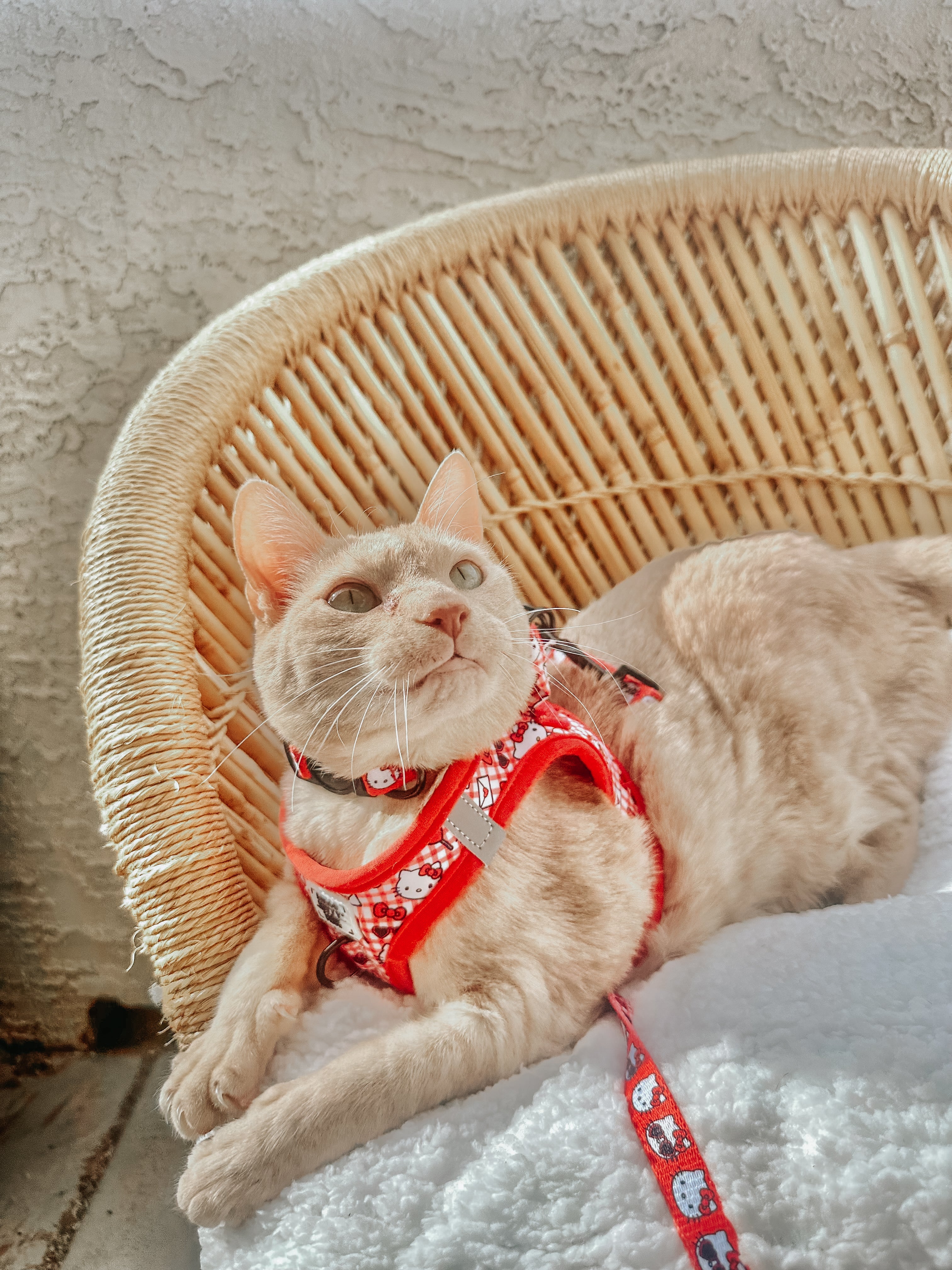 Red Hello Kitty pet leash by Sassy Woof, featuring classic design and cat-themed details, suitable for small and medium cats.