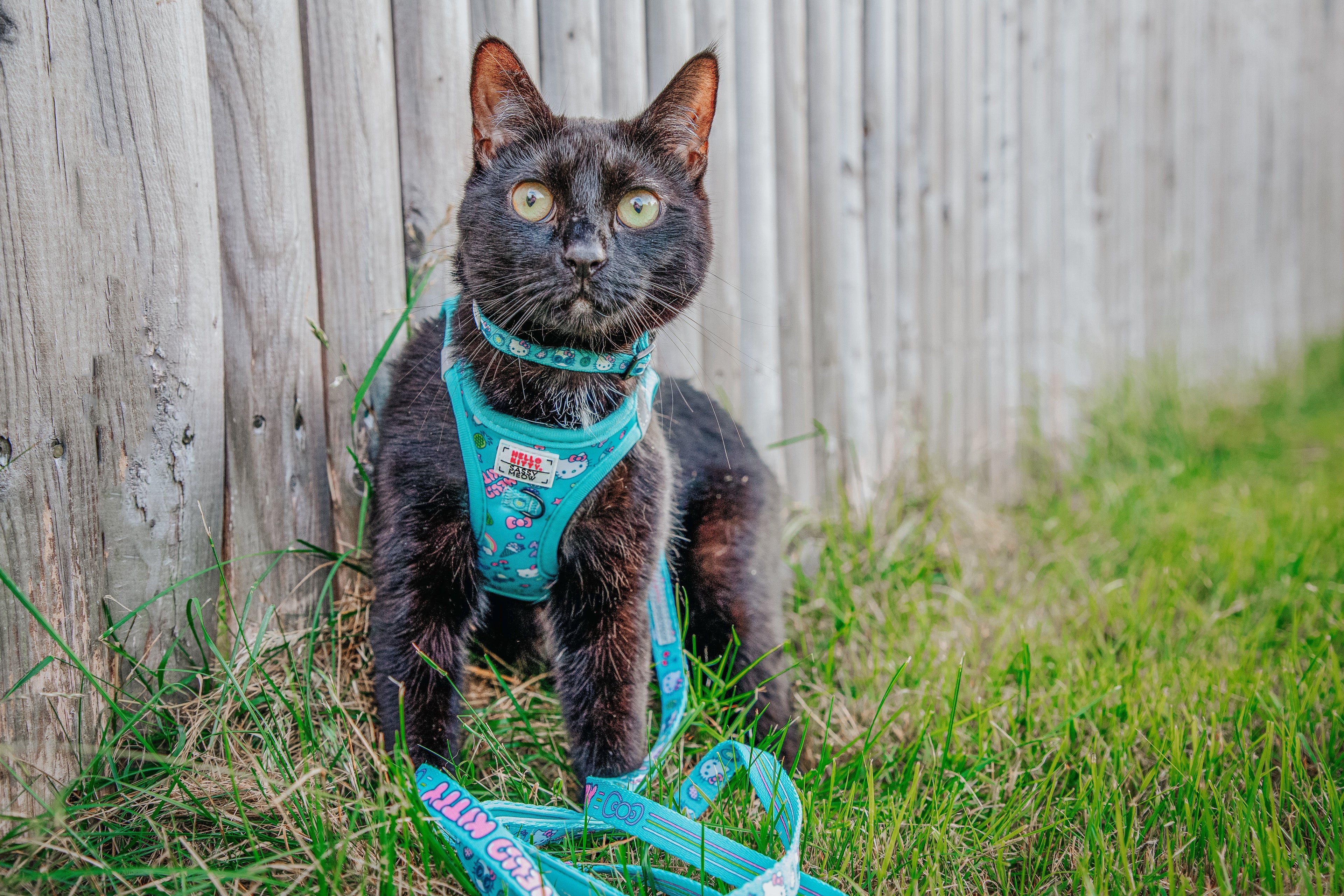 Sassy Woof Hello Kitty Aqua cat step-in harness on a pet, featuring a cute Hello Kitty design in aqua color.