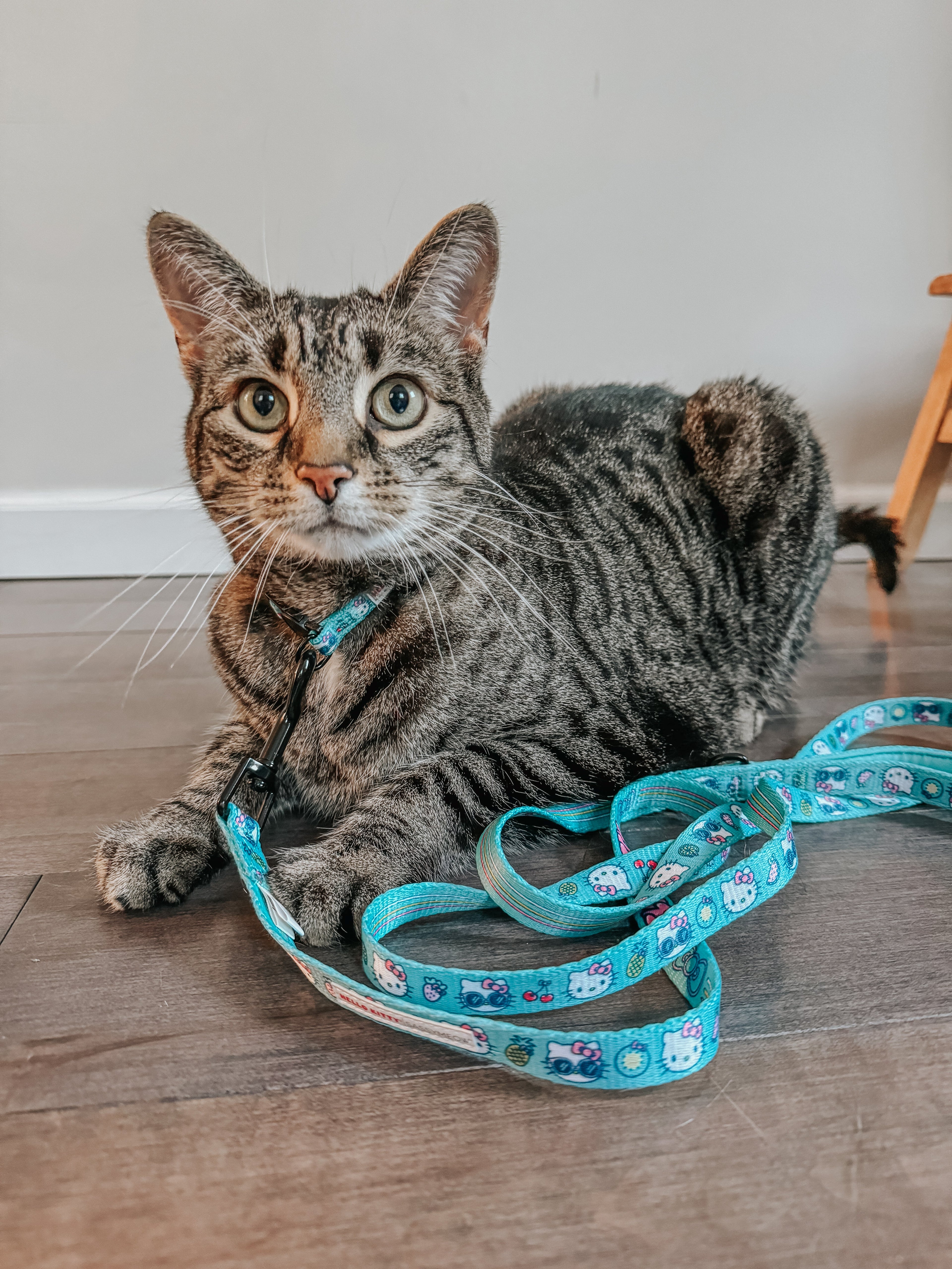 Hello Kitty aqua cat leash by Sassy Woof, featuring a colorful design and sturdy clasp, ideal for walking pets.