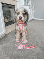 Four-piece dog collar and harness bundle from My Melody™ by Sassy Woof, featuring colorful pet accessories for small to medium dogs.