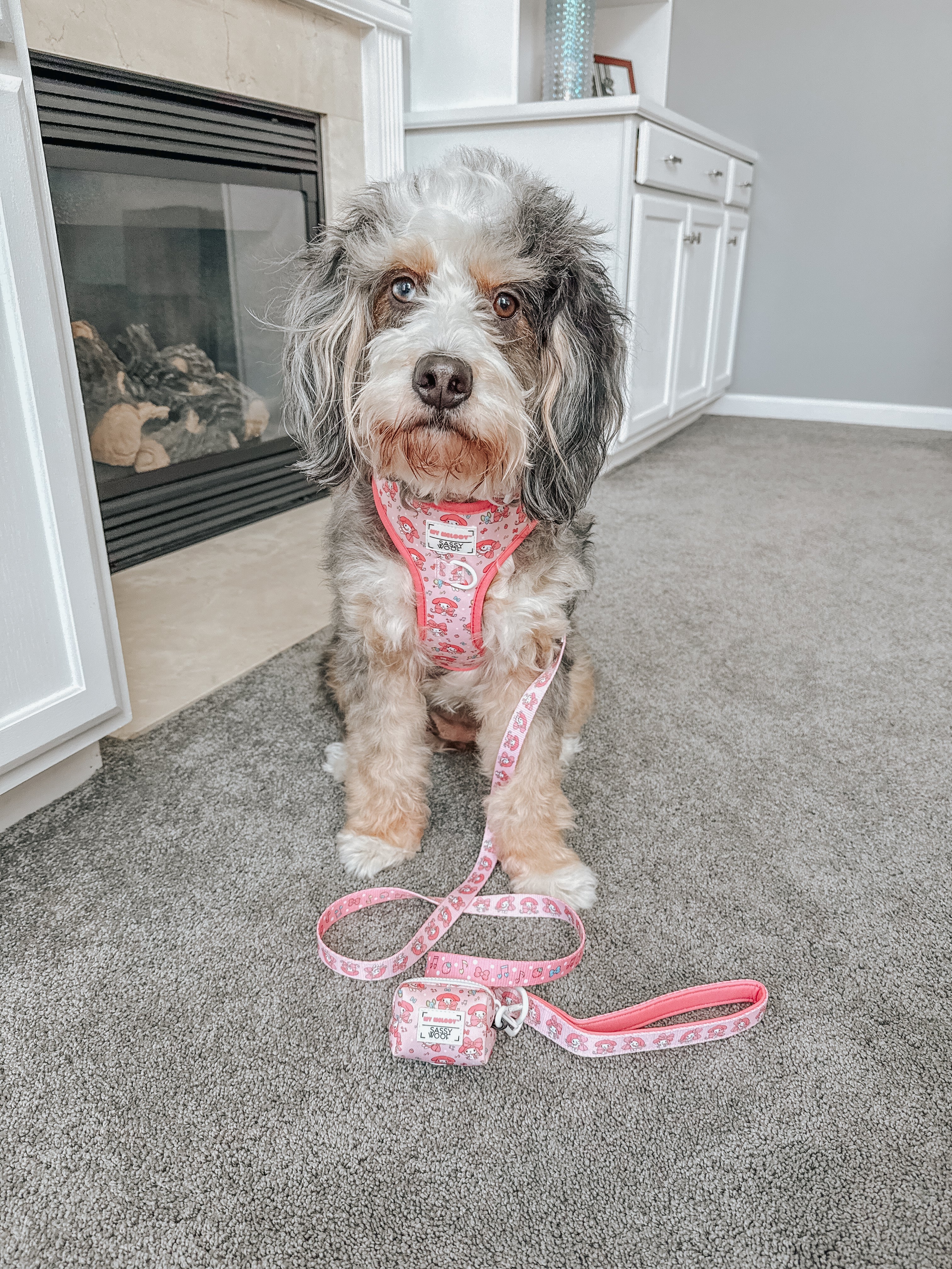 Four-piece dog collar and harness bundle from My Melody™ by Sassy Woof, featuring colorful pet accessories for small to medium dogs.