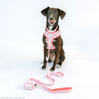 Sassy Woof Dog Adjustable Harness featuring My Melody design, size Medium, with secure straps and colorful pattern for pets.
