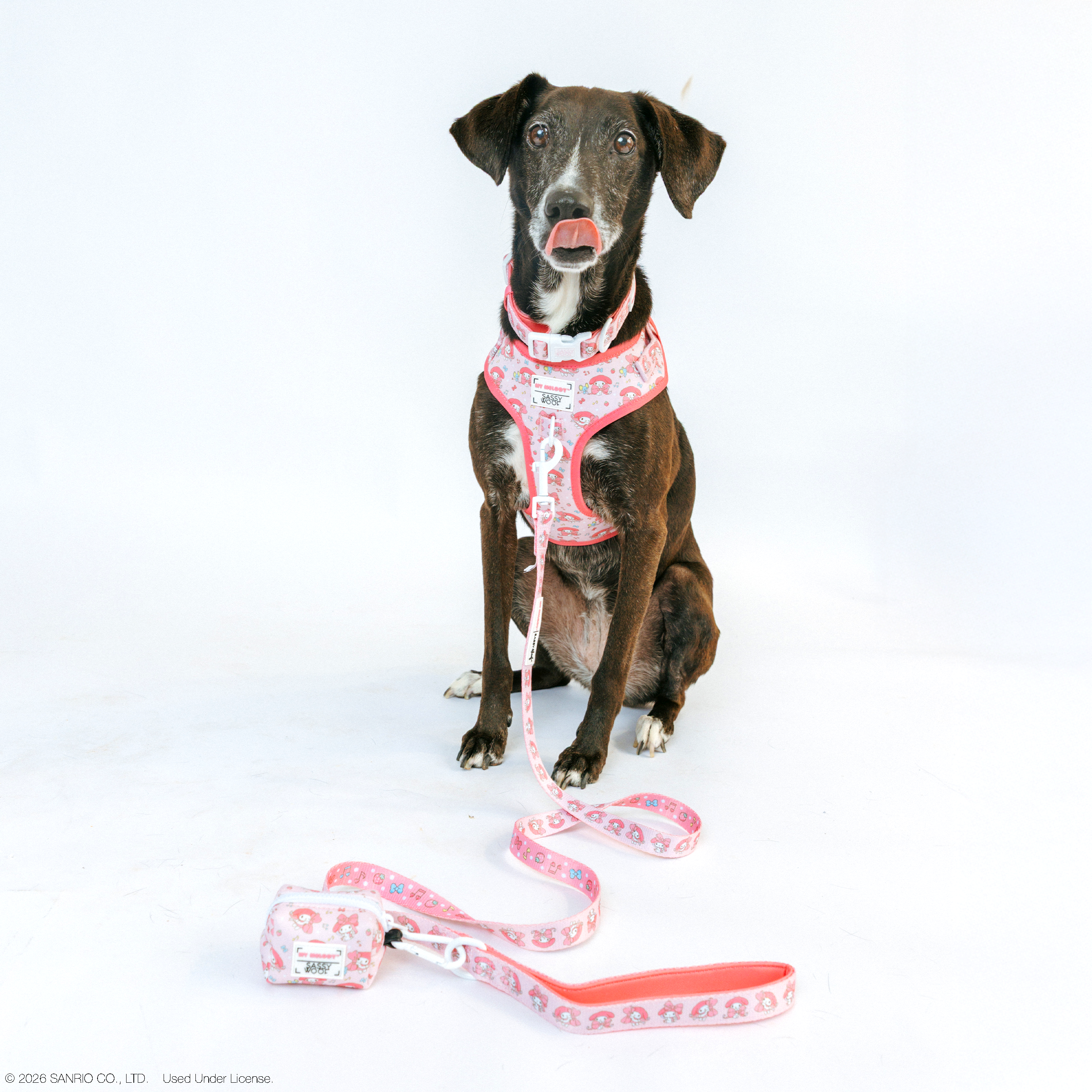 Sassy Woof My Melody dog collar and harness bundle in size M with playful pink and white design for small to medium dogs.
