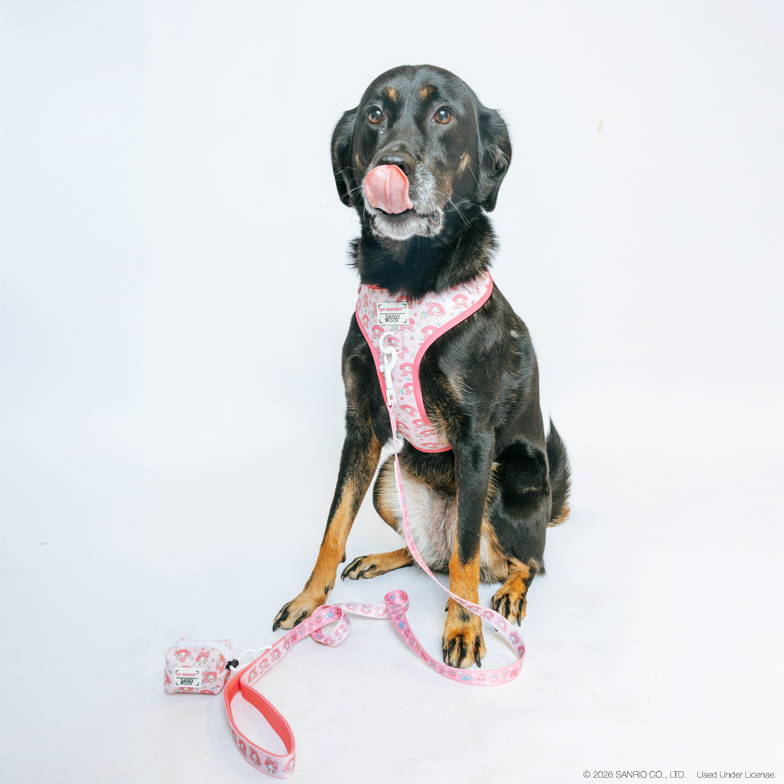 Dog collar and harness set from Sassy Woof's My Melody™ Four Piece Bundle, featuring Sunny the Aussiedor in size L.
