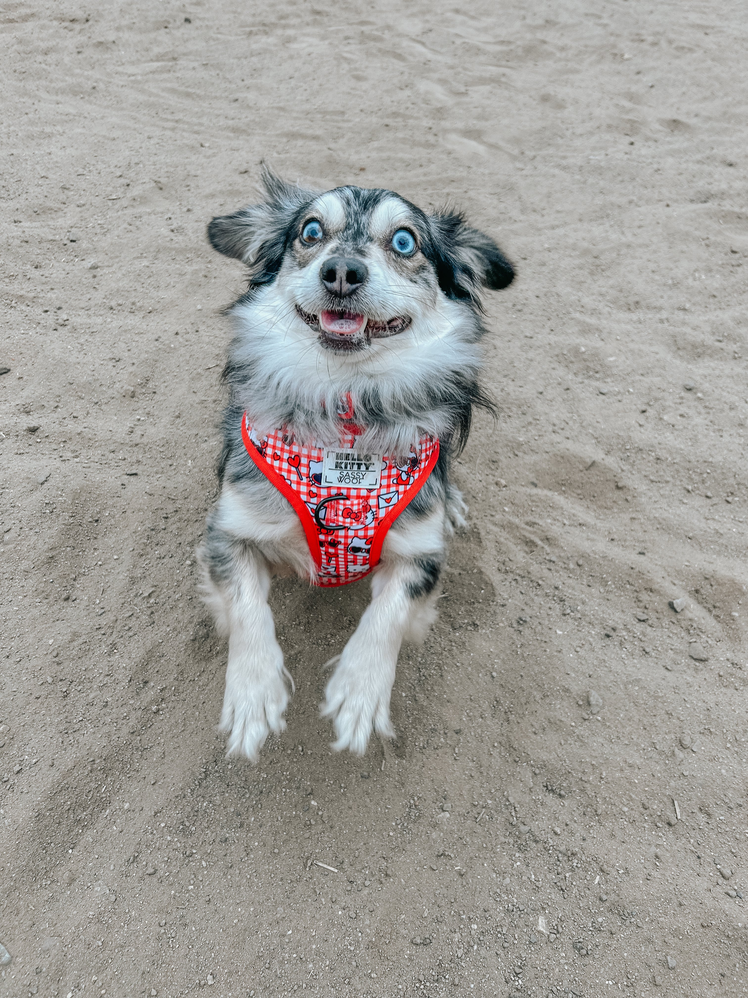 Red Hello Kitty® adjustable dog harness by Sassy Woof, featuring a cute Hello Kitty design on a comfortable pet collar harness.