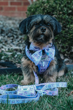 Dog adjustable harness by Sassy Woof featuring colorful strap and buckles, designed for small dogs like Shorkie, with a cute Kuromi™ theme.