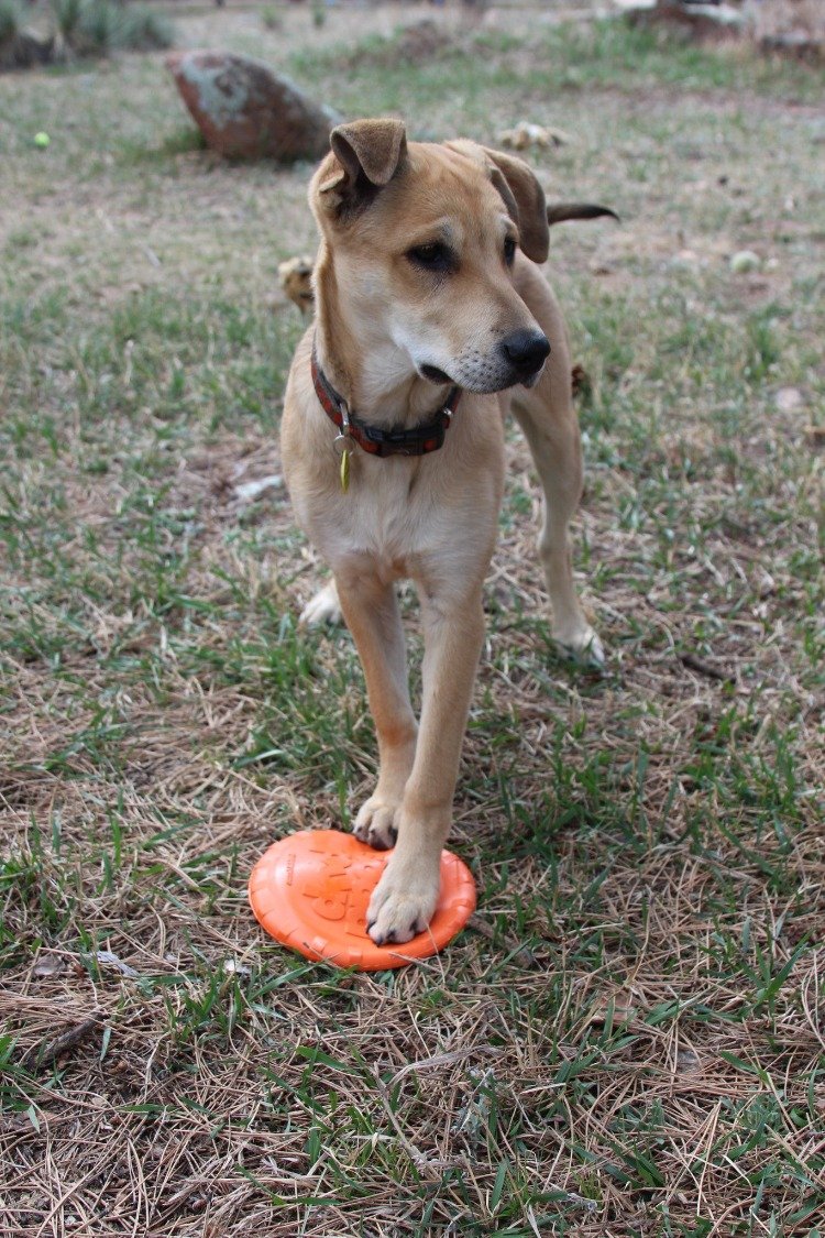 Orange rubber dog frisbee with bottle top flyer design from SodaPup, vet-approved dog toy made in the USA.