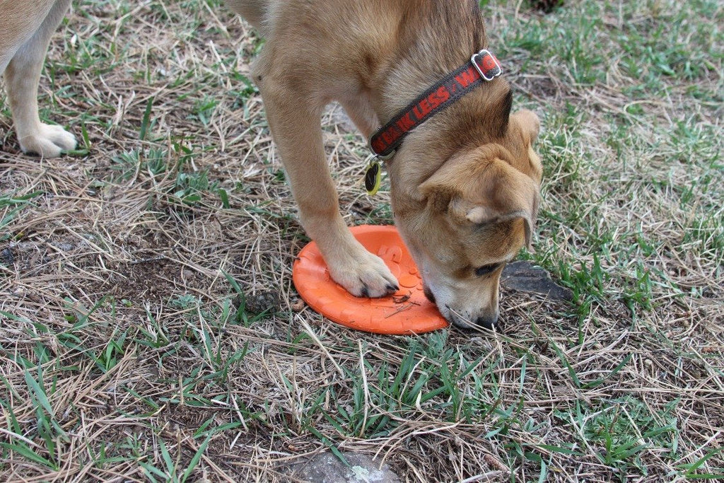 Orange rubber frisbee dog toy with bottle top flyer design, durable and vet approved, made by SodaPup/True Dogs, LLC.