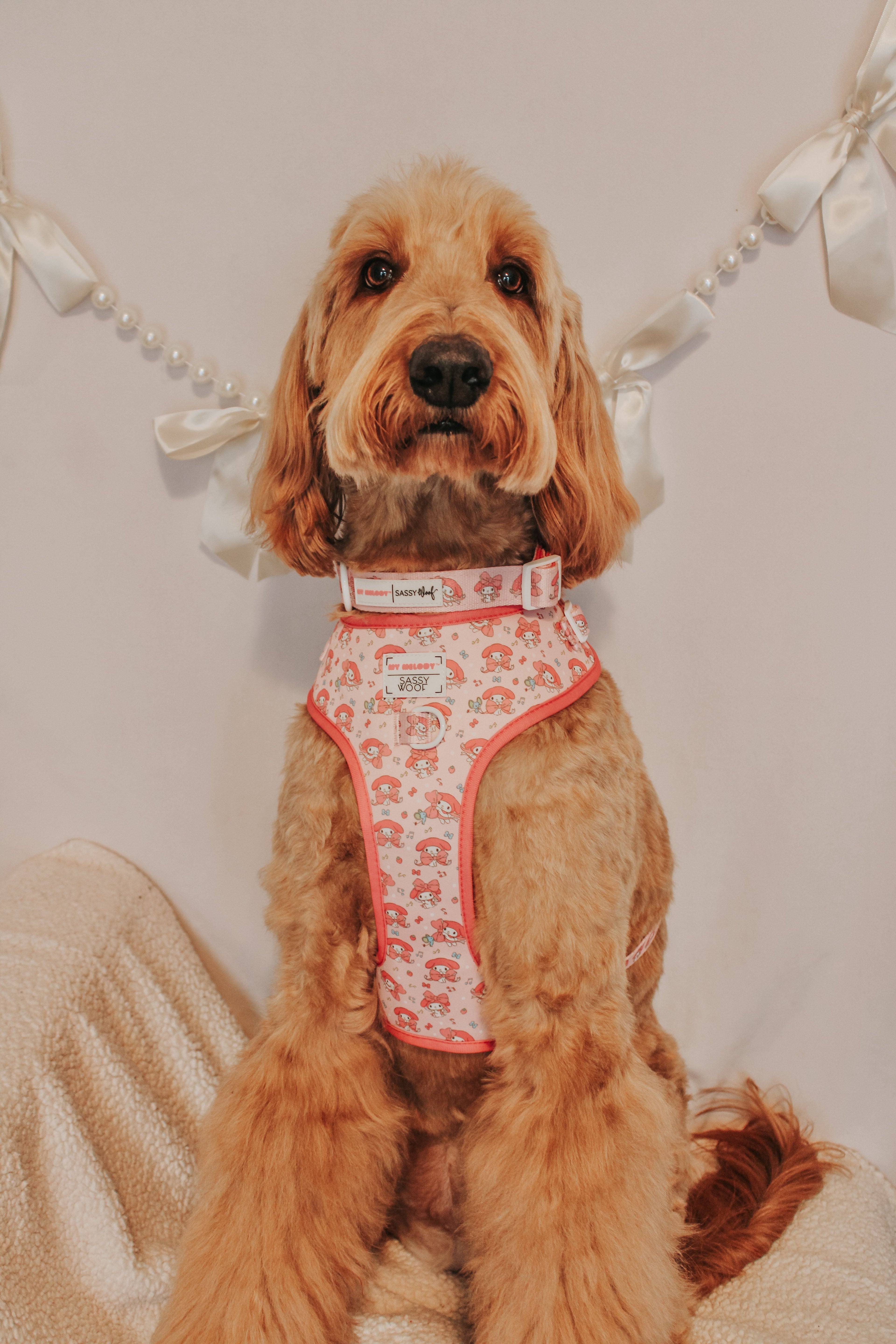 Four-piece bundle of pet collars and harnesses from Sassy Woof's My Melody™ collection, including colorful, stylish accessories for dogs.